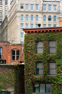 ivybuilding